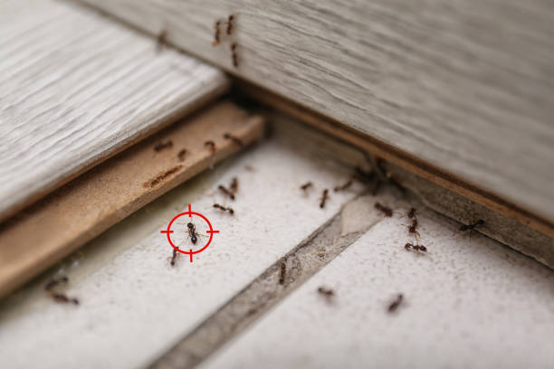 Best Wildlife Control Services  in Reedspt, OR